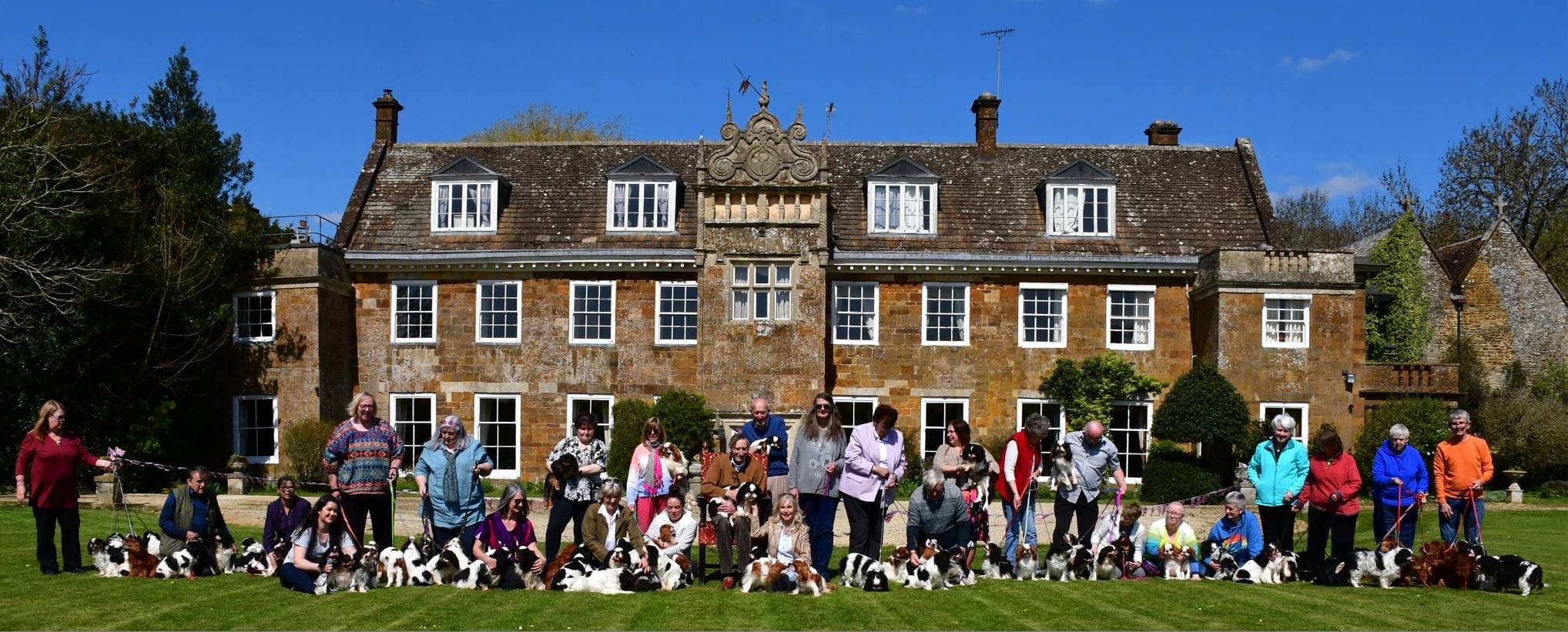 King Charles Spaniel