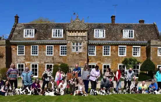 King Charles Spaniel King Charles Spaniel