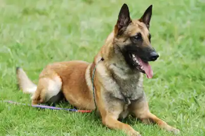 Belgian Shepherd Malinois breed profile Belgian Shepherd Malinois breed profile