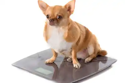 Obese dogs Obese dogs