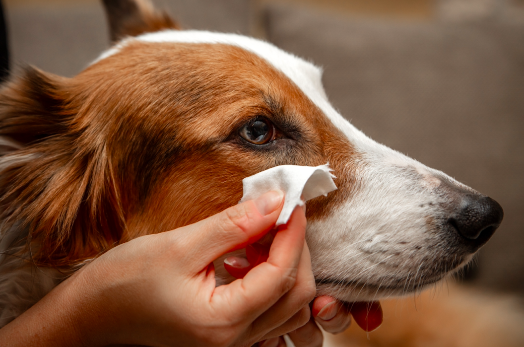 Looking after your dogs eye's and ears