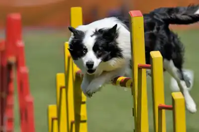 About dog agility About dog agility