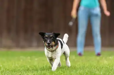 Canine adolescence Canine adolescence