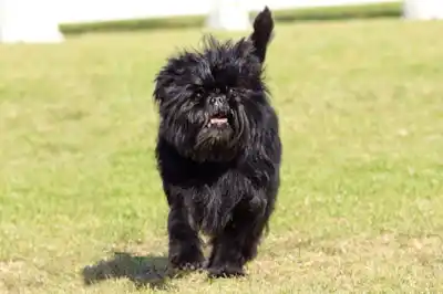 Affenpinscher dog breed profile Affenpinscher dog breed profile