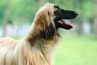Afghan Hound dog breed profile Afghan Hound dog breed profile