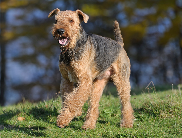 Airedale Terrier dog breed profile