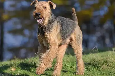 Airedale Terrier dog breed profile Airedale Terrier dog breed profile