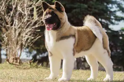 Akita dog breed profile Akita dog breed profile
