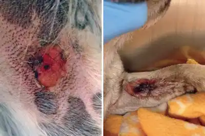 Alabama rot in dogs Alabama rot in dogs