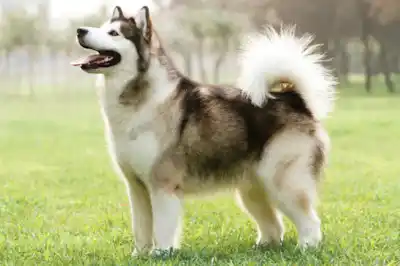 Alaskan Malamute dog breed profile Alaskan Malamute dog breed profile