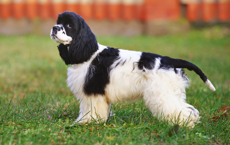 American Cocker Spaniel dog breed profile