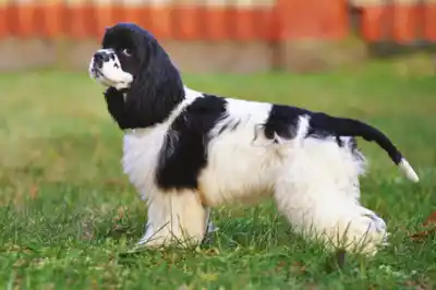 American Cocker Spaniel dog breed profile American Cocker Spaniel dog breed profile