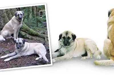 Anatolian Shepherd dog breed profile Anatolian Shepherd dog breed profile