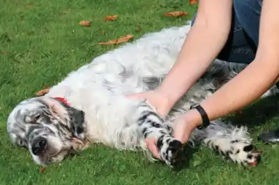 Arthritis in dogs Arthritis in dogs