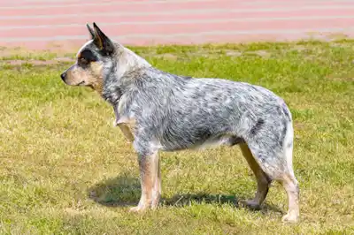 Australian Cattle Dog Australian Cattle Dog
