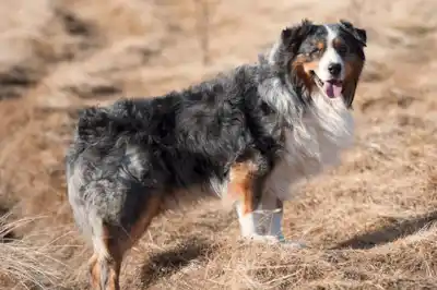 Australian Shepherd Breed Profile Australian Shepherd Breed Profile