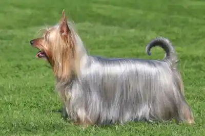 Australian Silky Terrier dog breed profile Australian Silky Terrier dog breed profile