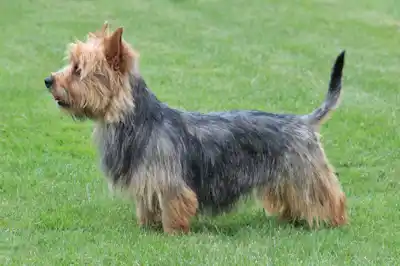 Australian Terrier Breed Profile Australian Terrier Breed Profile