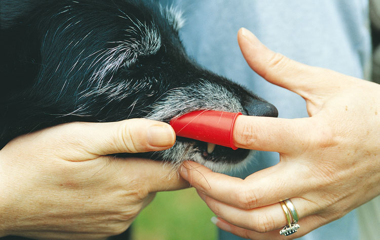 Can I get rid of my dog's bad breath?