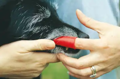 Can I get rid of my dog's bad breath? Can I get rid of my dog's bad breath?