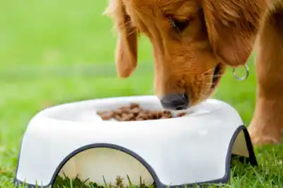 Choosing a balanced diet Choosing a balanced diet