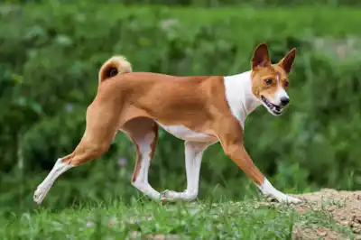 Basenji dog breed profile Basenji dog breed profile