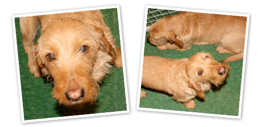 Basset Fauve De Bretagne dog breed profile