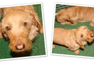 Basset Fauve De Bretagne dog breed profile Basset Fauve De Bretagne dog breed profile