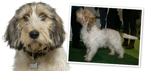 Basset Griffon Vendeen Petit