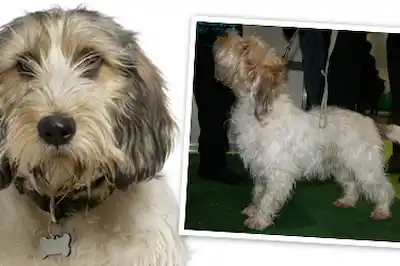 Basset Griffon Vendeen Petit Basset Griffon Vendeen Petit