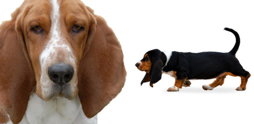 Basset Hound Dog Breed Profile