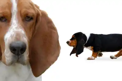 Basset Hound Dog Breed Profile Basset Hound Dog Breed Profile