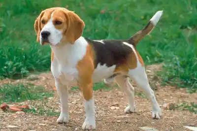 Beagle Dog Breed Profile Beagle Dog Breed Profile