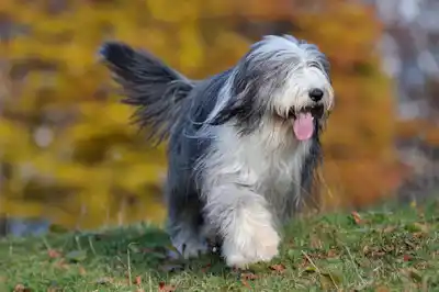 Bearded Collie dog breed profile Bearded Collie dog breed profile