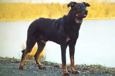 Beauceron dog breed profile Beauceron dog breed profile