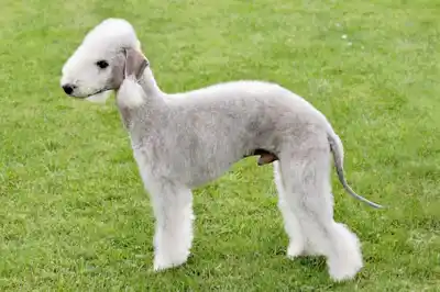Bedlington Terrier dog breed profile Bedlington Terrier dog breed profile