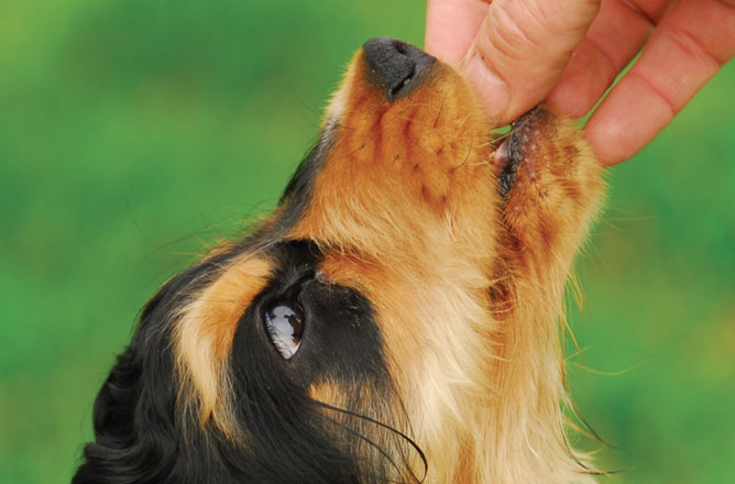 What are the benefits of dog treats?