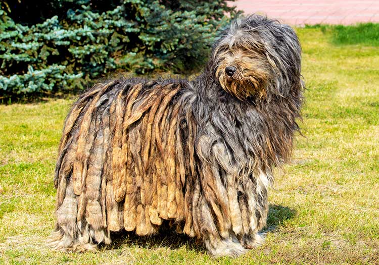 Bergamasco dog breed profile