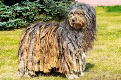 Bergamasco dog breed profile Bergamasco dog breed profile