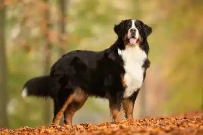 Bernese Mountain Dog breed profile Bernese Mountain Dog breed profile
