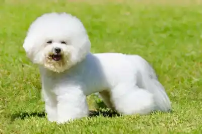 Bichon Frise dog breed profile Bichon Frise dog breed profile