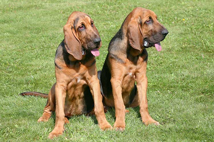 Bloodhound dog breed profile