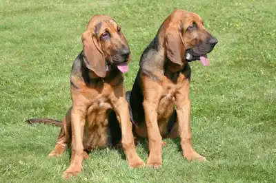 Bloodhound dog breed profile Bloodhound dog breed profile