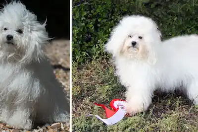 Bolognese dog breed profile Bolognese dog breed profile