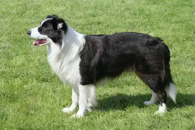 Border Collie dog breed profile Border Collie dog breed profile