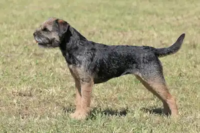 Border Terrier Breed Profile Border Terrier Breed Profile
