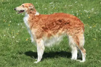 Borzoi dog breed profile Borzoi dog breed profile