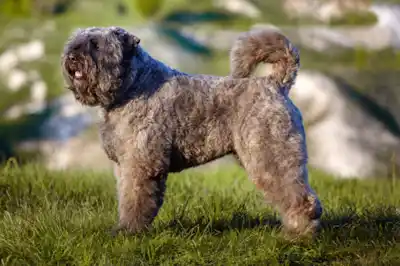 Bouvier Des Flandres Dog Breed Profile Bouvier Des Flandres Dog Breed Profile