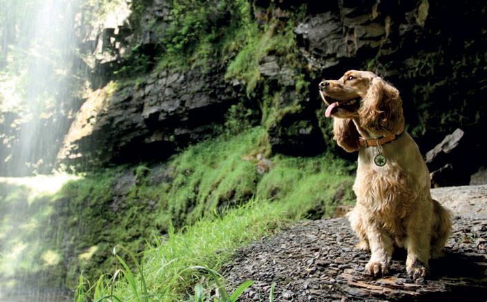 brecon_beacons_dog.jpg