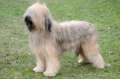 Briard Dog Breed Profile Briard Dog Breed Profile